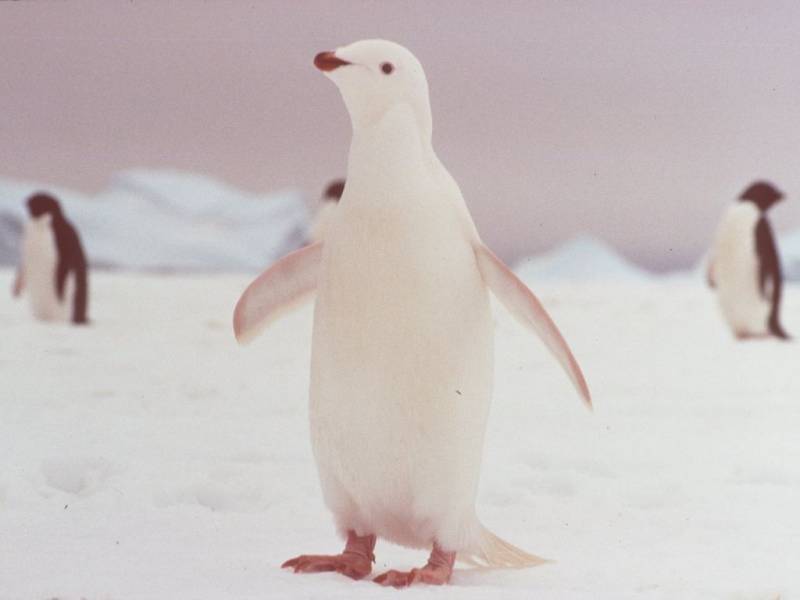 albino animals - Snowdrop The Penguin - images: pinterest.com