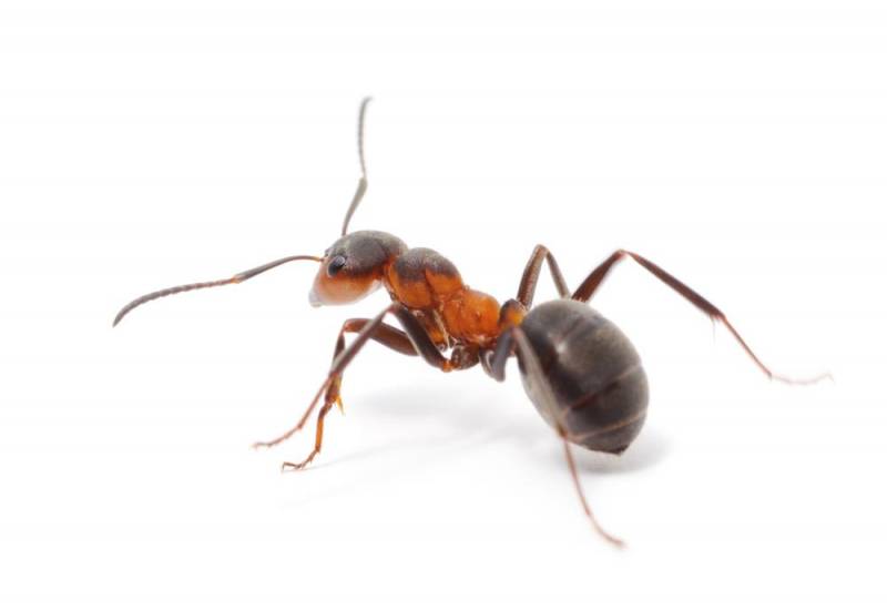 ant facts - Social Structure