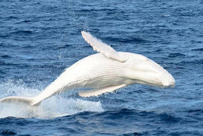 albino animals - Sperm Whale