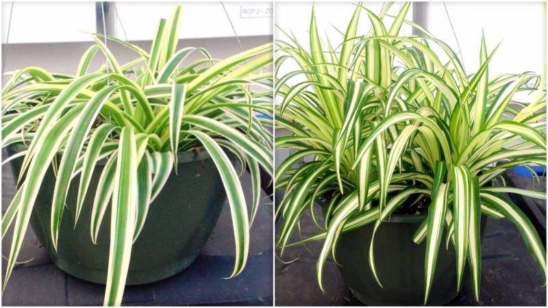 air purifying plants - Spider Plant - images : gardengenetics.com