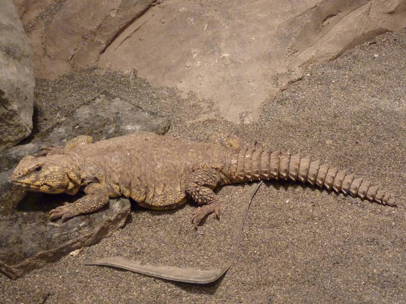 Spiny-Tailed Lizard