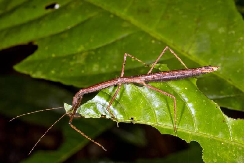 strange insect - Giant Prickly Stick Bug