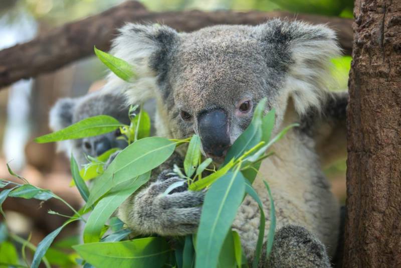 koala facts - Strange Disease