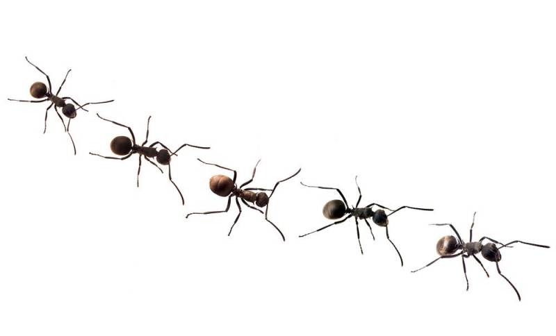 ant facts - Strange Reproduction System