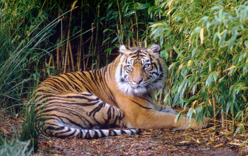 Sumateran Tiger - Photo via wwf.panda.org