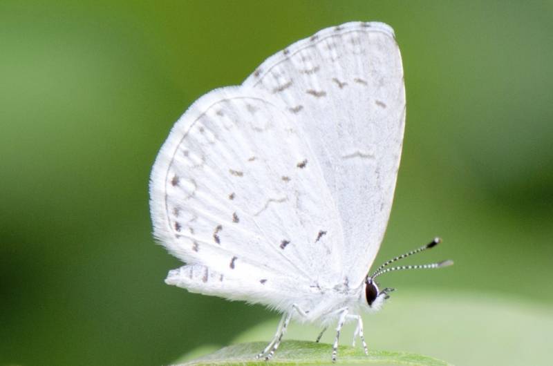 Types of Butterflies - Summer Azure Butterfly