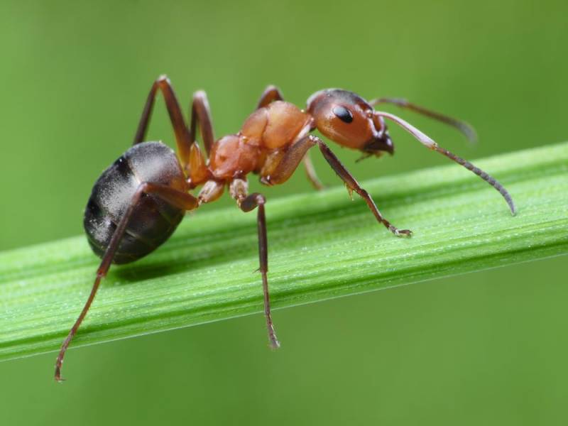 ant facts - Super Colony