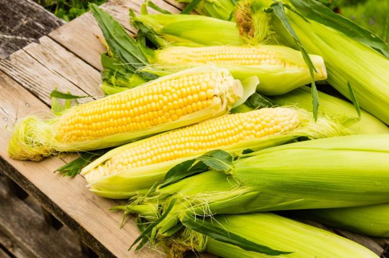 Hybrid Plants - Sweet Corn