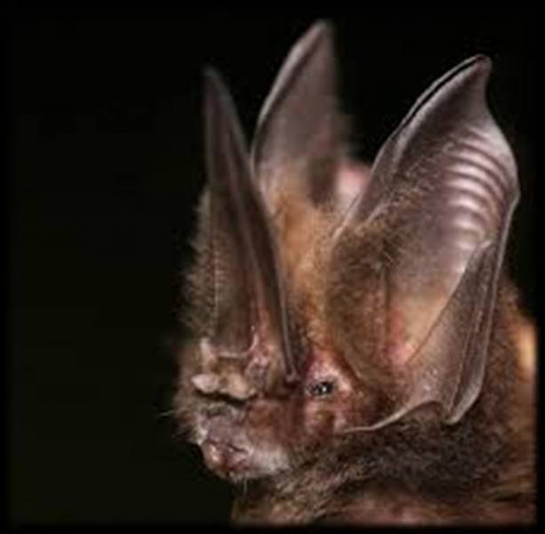 Sword Nosed Bat
