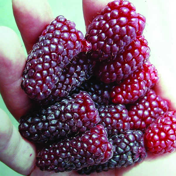 hybrid fruit - Tayberry