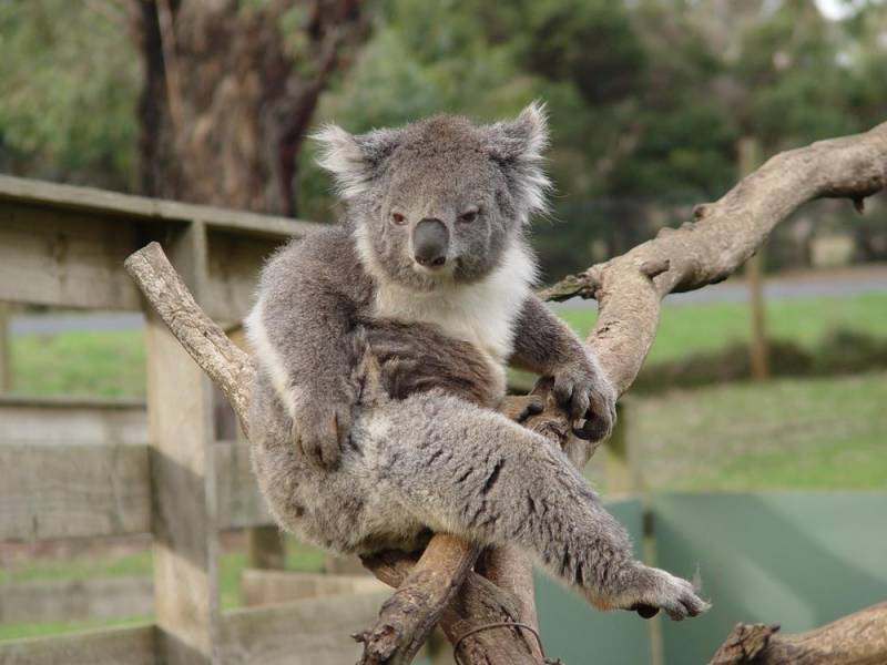 koala facts - Territorial Animal