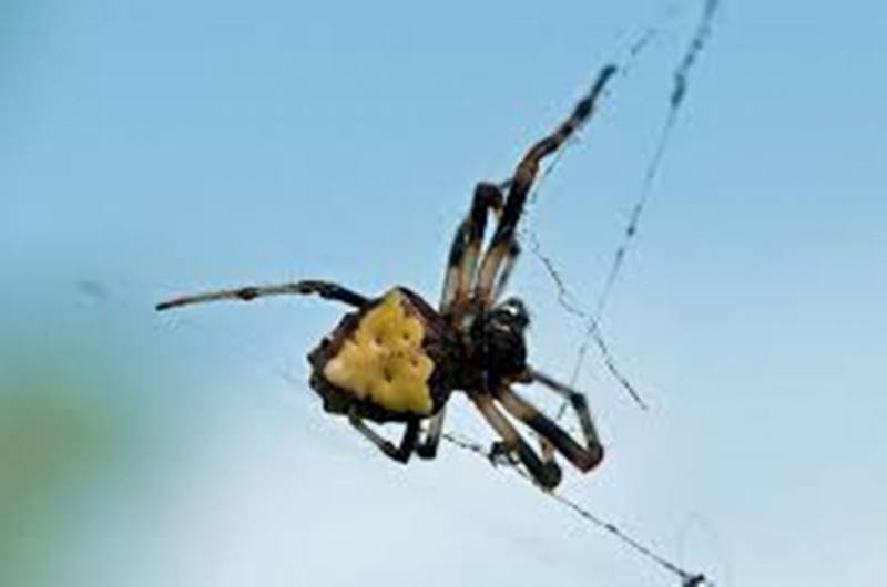 The Arrowhead Spider