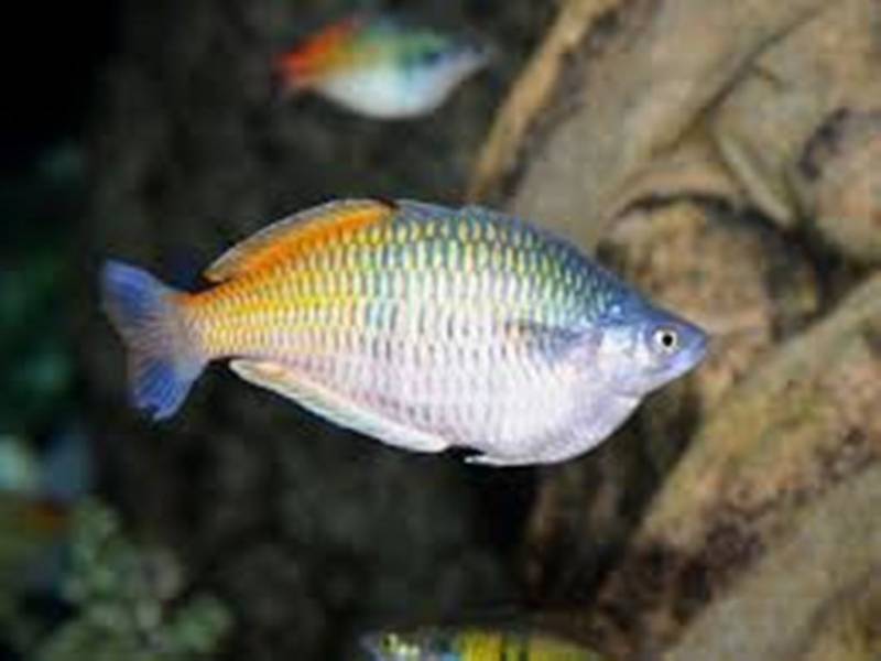 The Boseman's Rainbowfish