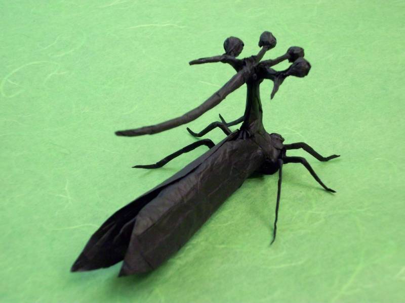  strange insect - The Brazilian Treehopper - images : flickr.com