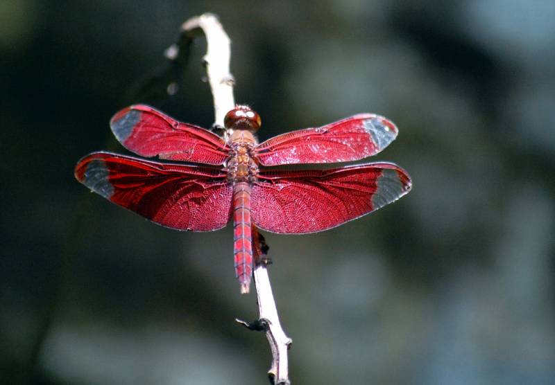 Red animals - The Fulvous Forest Skimmer