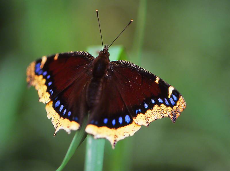 Types of Butterflies - The Mourning Cloak Butterfly