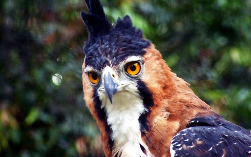 The Ornate Hawk-Eagle