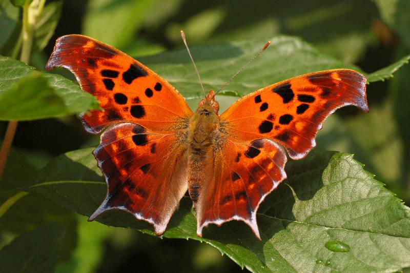 Red animals - The Question Mark Butterfly