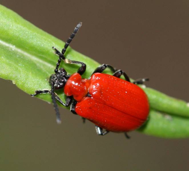 Red animals - The Scarlet Lily Beetle