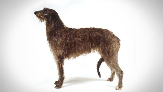 Red animals - The Scottish Deerhound