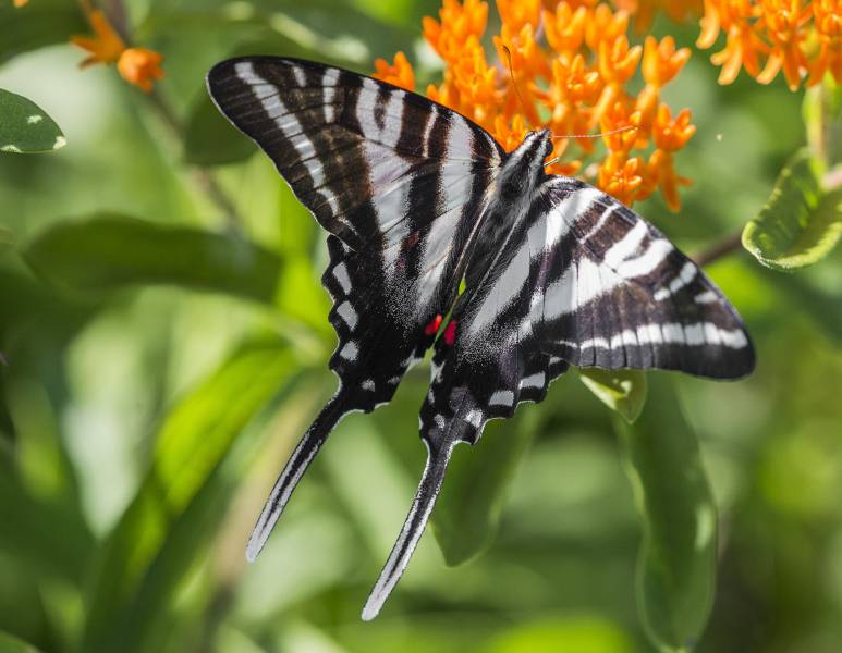 Types of Butterflies - The Zebra Swallowtail