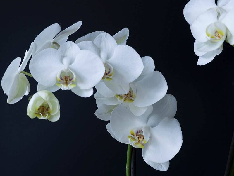 strange flowers - Tiger Faced Moon Orchid -images : waorldoffloweringplants.com