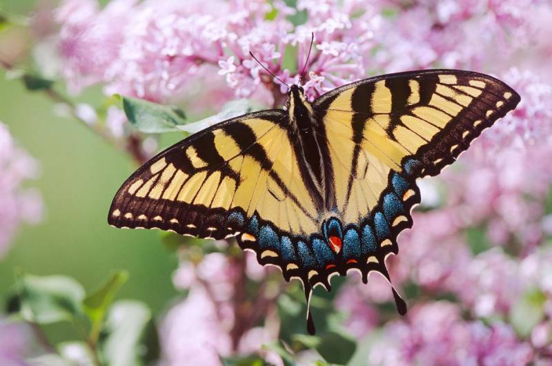 Types of Butterflies - Tiger Swallowtail Butterfly