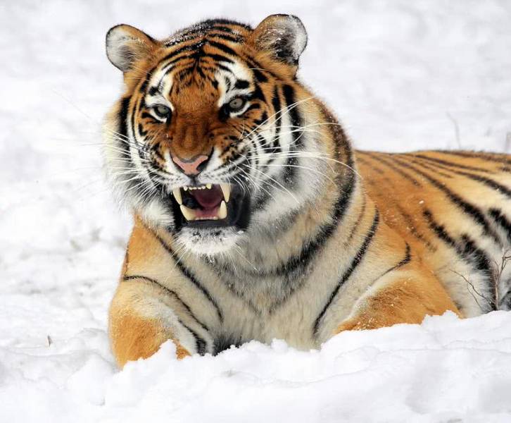  strongest animals - Tiger – 1050 PSI - images: themysteriousworld.com