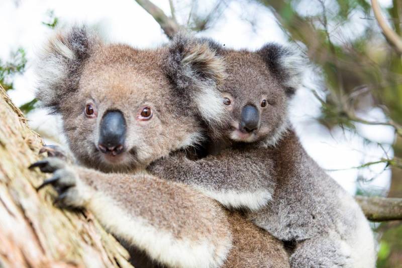 koala facts - Tiny Baby