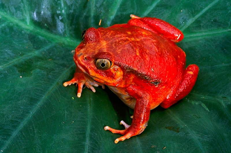 Red animals - Tomato Frog