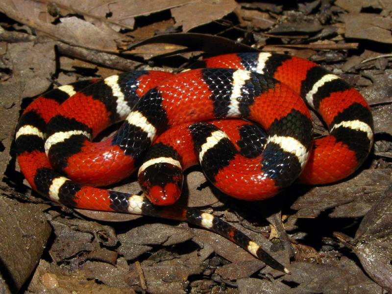 red animals - Tschudi’s False Coral Snake 