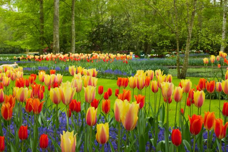 national flower - Tulip Flower - images : Shutterstock