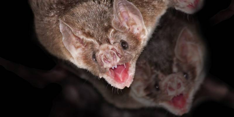 blood sucking animals - Vampire Bats - images: geminiresearchnews.com