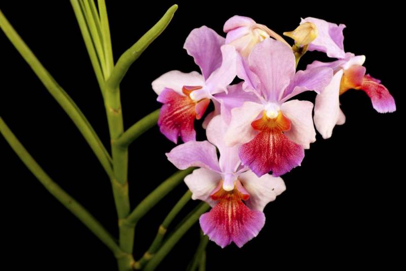 national flower - Vanda Miss Joaquim Orchid - images : Shutterstock