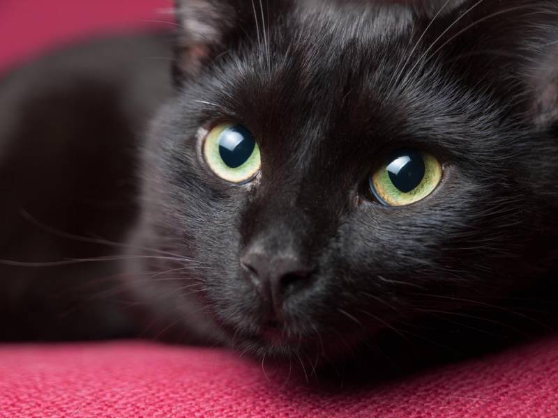 black cat - Various Surnames 