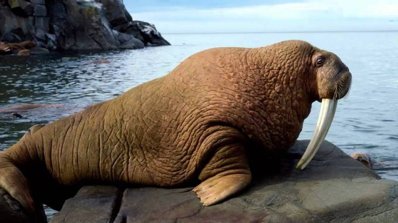 Hairless Animals - Walruses - image: youtube.com