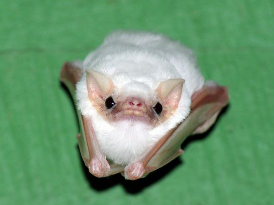 albino animals - White Bat - images: imgur.com
