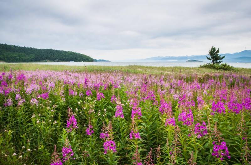 national flower - Willow Herb - images : Shutterstock