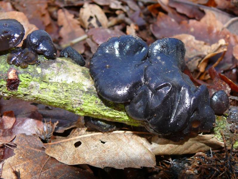  wierd plants - Witches Butter