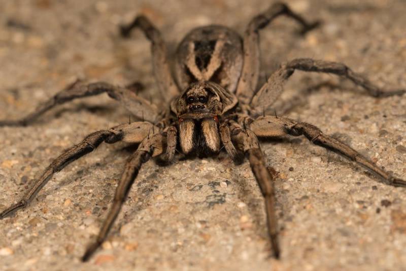 venomous spiders - Wolf Spider