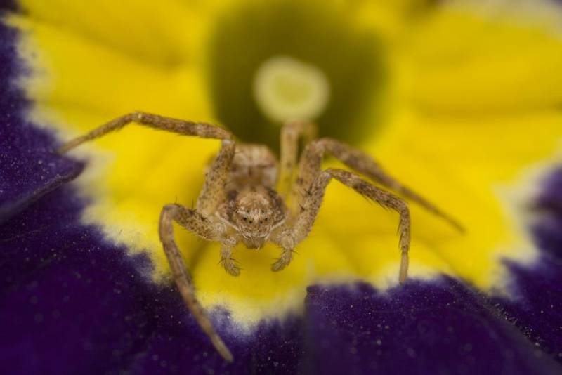 venomous spiders - Yellow Sack Spider