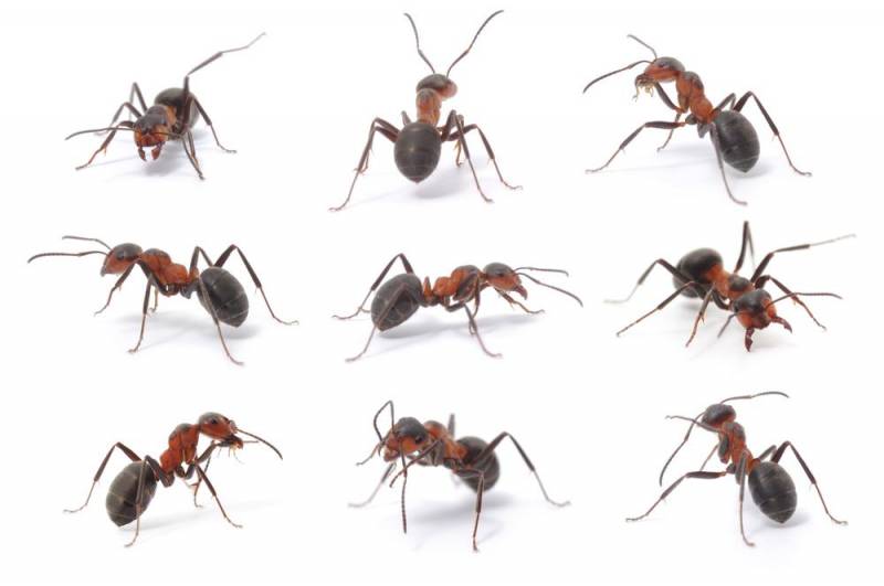 ant facts - Zombie Ants