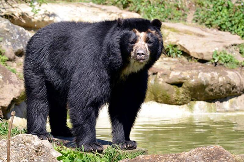 nocturnal animals - Spectacled Bears 