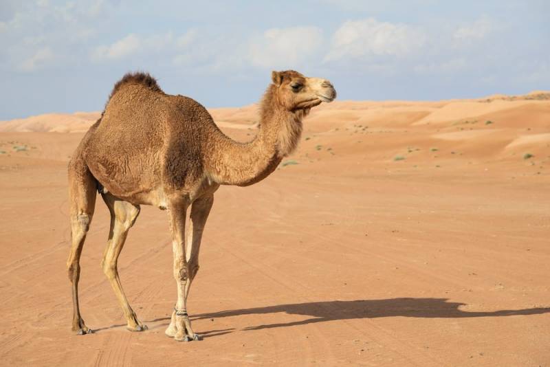 war animals - camel