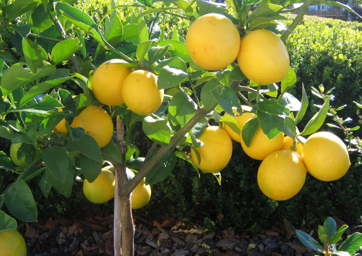 hybrid plants-Meyer Lemon Trees
