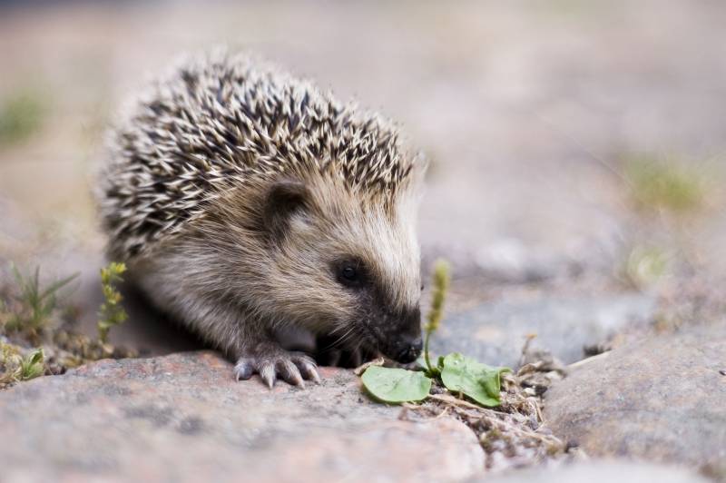 hedgehog facts - edgehogs in Literature Pieces - images: writework.com