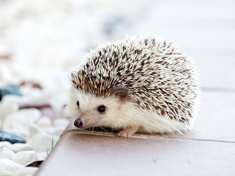 hedgehog facts - There is Hedgerow that Sounds Like Pig Snout - images: smithsonianmag.com