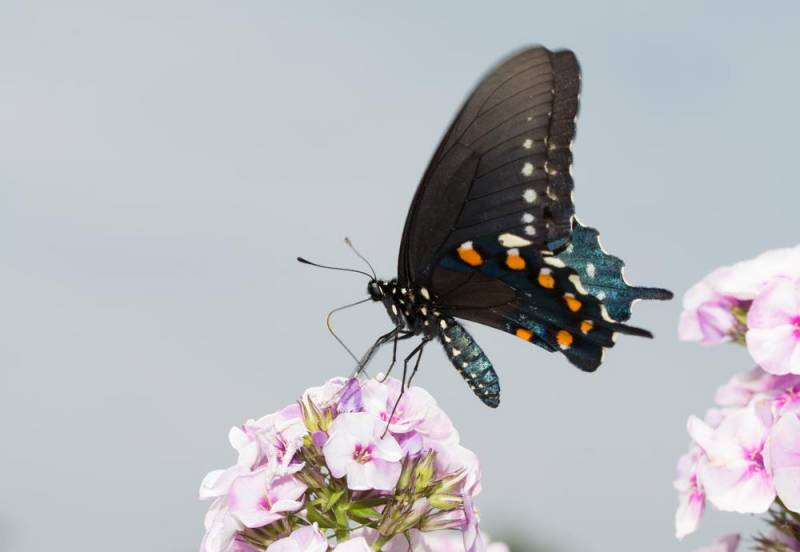 strange insect - The Pipevine Swallowtail