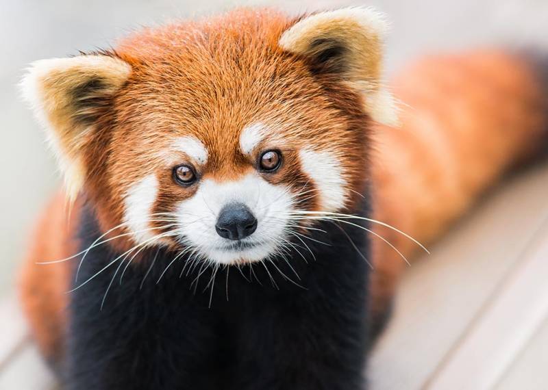 Red animals - red panda