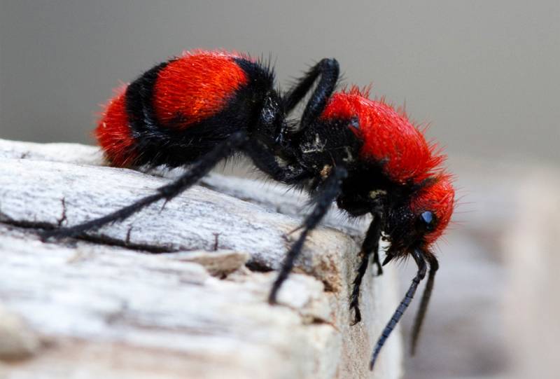 red animals - velvet ant